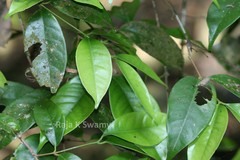 Syzygium laetum